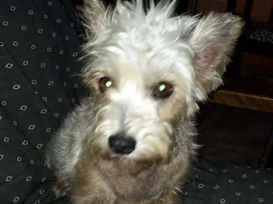 Cachorro ra a Mestiça  idade 2 anos nome Peteka 