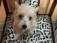Peteka 
