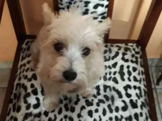 Cachorro ra a Mestiça  idade 2 anos nome Peteka 