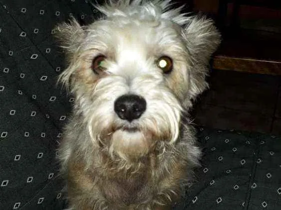 Cachorro ra a Mestiça  idade 2 anos nome Peteka 