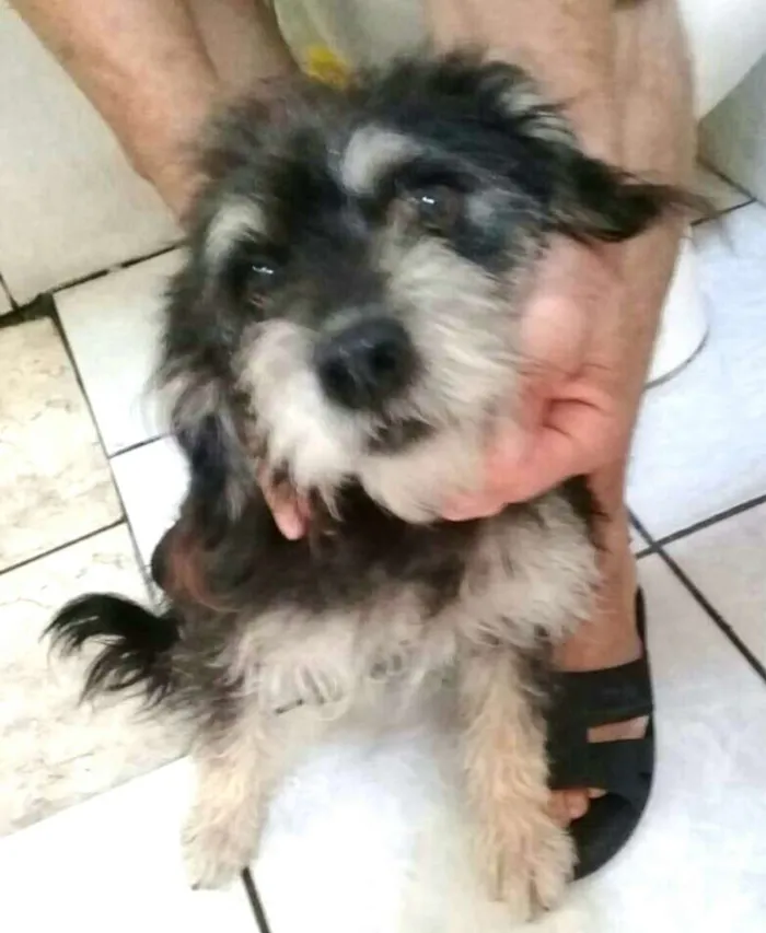 Cachorro ra a  idade 2 anos nome Lully 