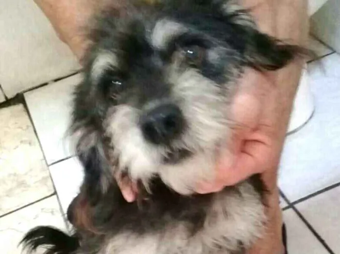 Cachorro ra a  idade 2 anos nome Lully 