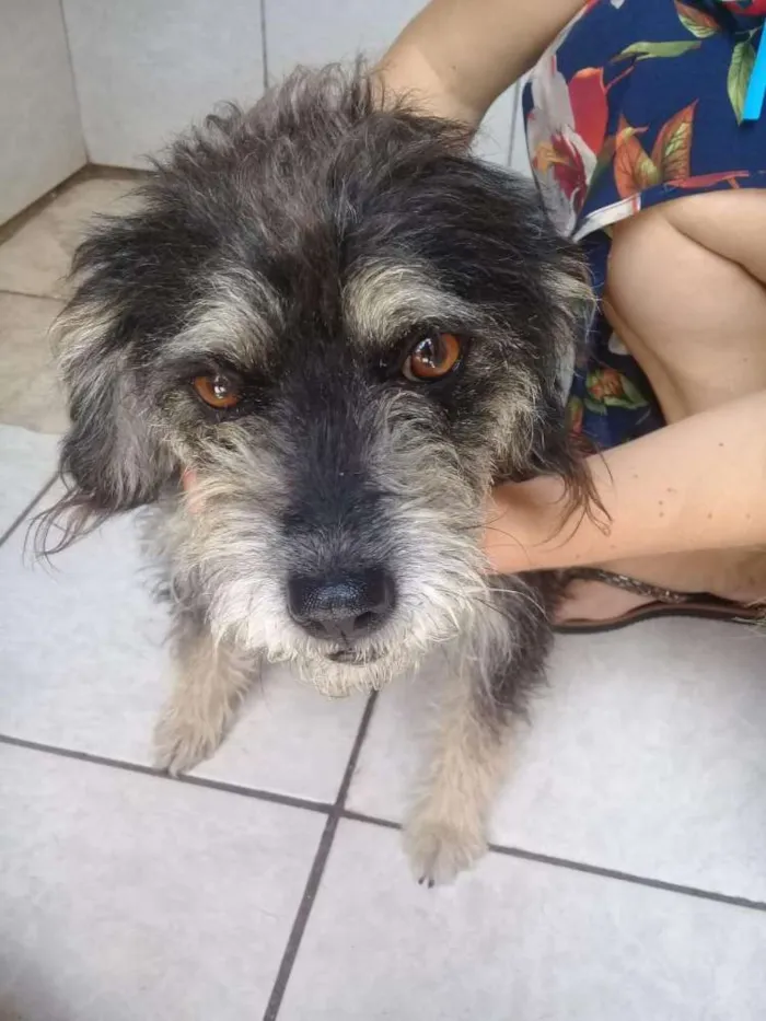 Cachorro ra a  idade 2 anos nome Lully 