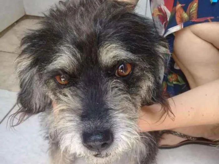 Cachorro ra a  idade 2 anos nome Lully 
