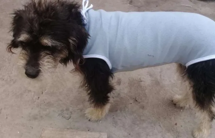Cachorro ra a  idade 2 anos nome Lully 