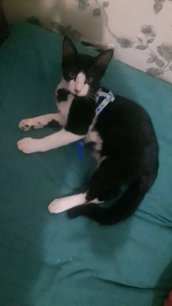 Gato ra a Vira lata idade 2 a 6 meses nome Não definido