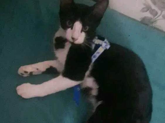 Gato ra a Vira lata idade 2 a 6 meses nome Não definido