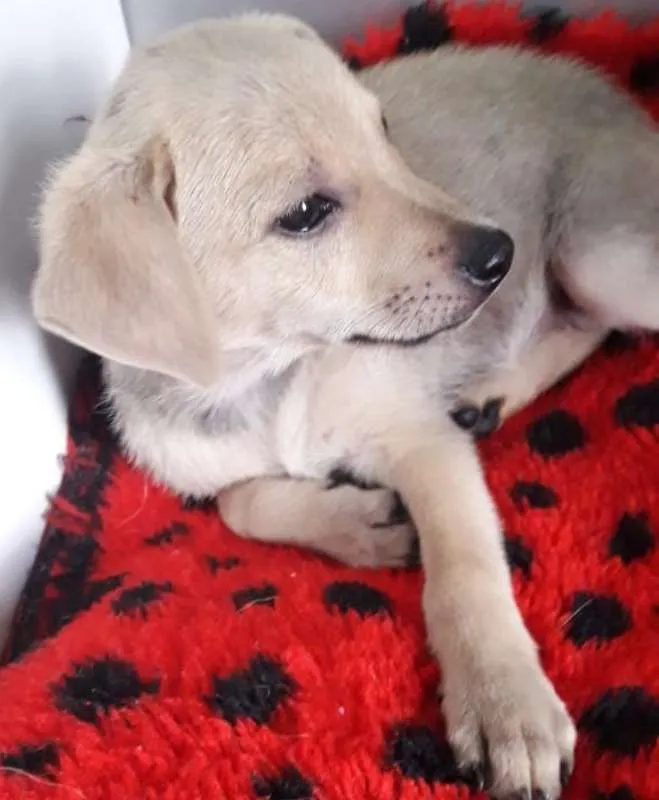 Cachorro ra a SRD idade 2 a 6 meses nome BRANQUINHO