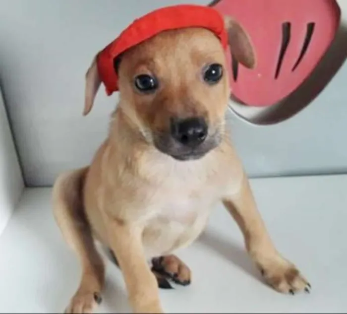Cachorro ra a SRD idade 2 a 6 meses nome MANOELZINHO