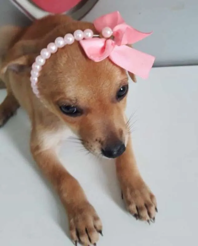 Cachorro ra a SRD idade 2 a 6 meses nome PRINCESA