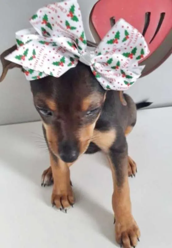 Cachorro ra a SRD idade 2 a 6 meses nome LAÇAROTE