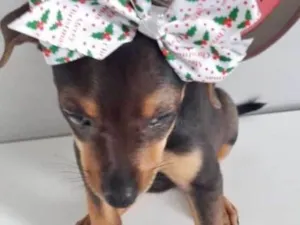 Cachorro raça SRD idade 2 a 6 meses nome LAÇAROTE
