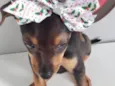 LAÇAROTE
