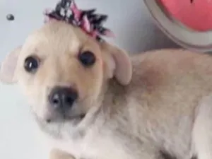 Cachorro raça SRD idade 2 a 6 meses nome PAQUITA