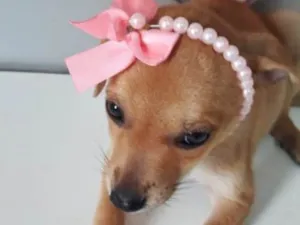 Cachorro raça SRD idade 2 a 6 meses nome PRINCESA