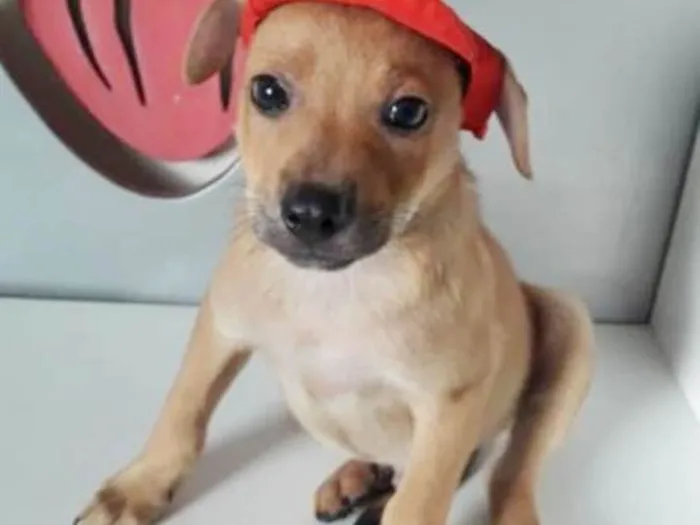 Cachorro ra a SRD idade 2 a 6 meses nome MANOELZINHO