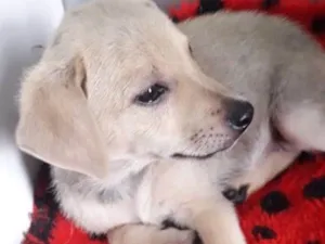 Cachorro raça SRD idade 2 a 6 meses nome BRANQUINHO