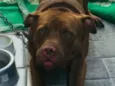 Pumba