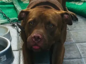 Cachorro raça Pitbull idade 1 ano nome Pumba
