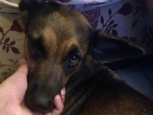 Cachorro raça Vira lata  idade 2 anos nome Xolinha