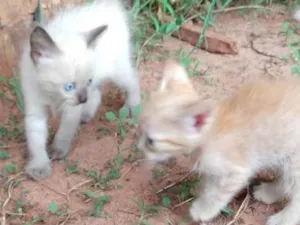 Gato raça Sem raca idade Abaixo de 2 meses nome Gatinho