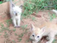 Gatinho