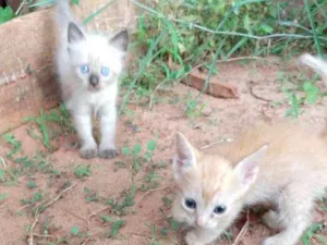 Gato raça Sem raca idade Abaixo de 2 meses nome Gatinho