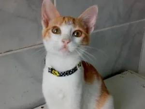 Gato raça SRD idade 2 a 6 meses nome JUDY