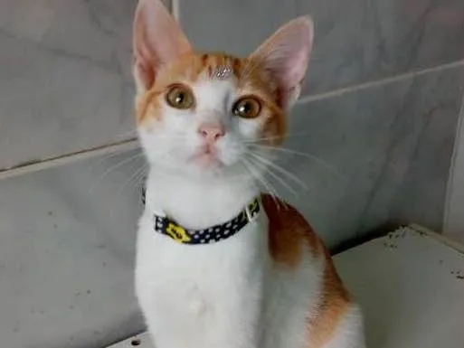 Gato ra a SRD idade 2 a 6 meses nome JUDY