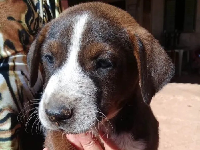 Cachorro ra a Vira lata idade Abaixo de 2 meses nome Sem nome ainda
