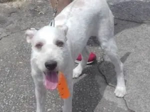 Cachorro raça Indefinida idade 2 a 6 meses nome Stuart 