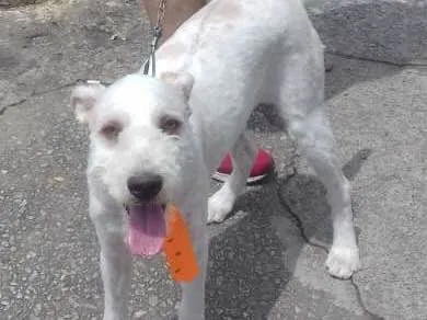 Cachorro ra a Indefinida idade 2 a 6 meses nome Stuart 