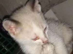 Gato raça vira lata idade Abaixo de 2 meses nome Nina