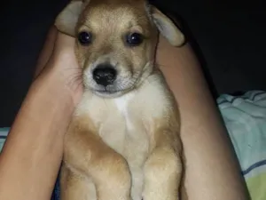 Cachorro raça Não Sei idade 2 a 6 meses nome Snoop