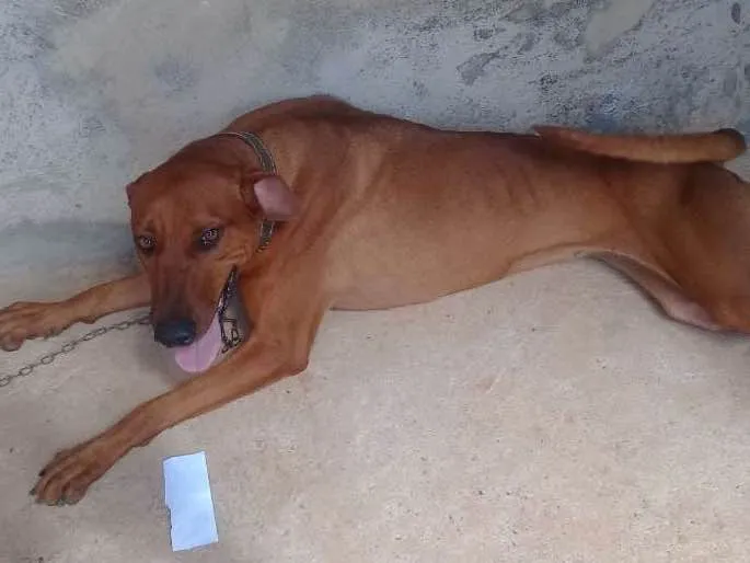 Cachorro ra a Dogb idade 1 ano nome Mel