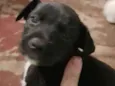 Gamora , estrelinha,gruntch