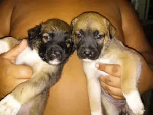 Cachorro raça Não definida idade Abaixo de 2 meses nome Varios