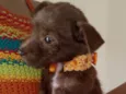 Pequena