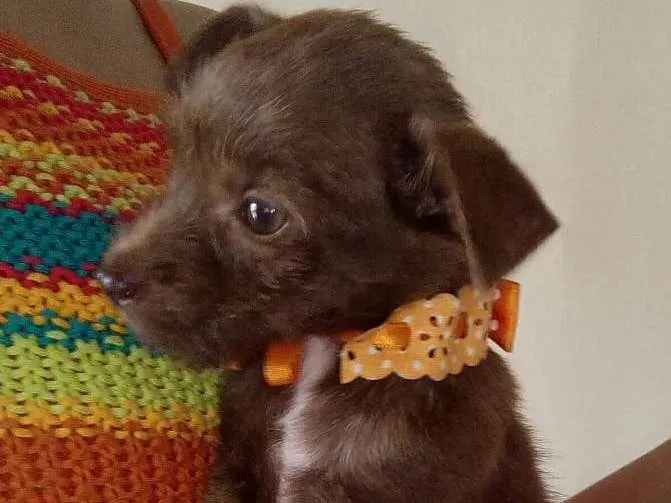 Cachorro ra a Vira lata idade Abaixo de 2 meses nome Pequena