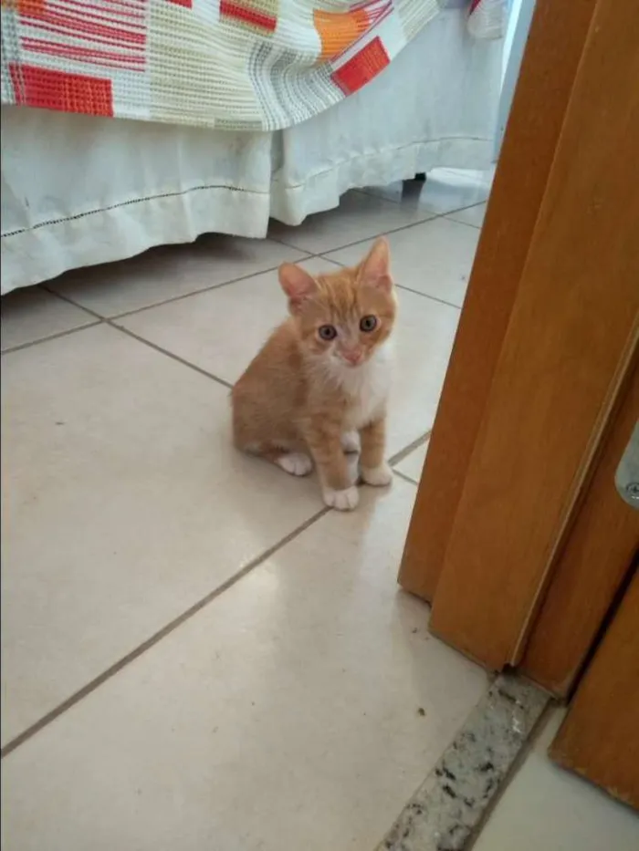 Gato ra a SRD idade Abaixo de 2 meses nome Sem nome