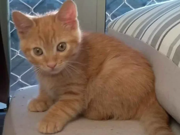 Gato ra a SRD idade Abaixo de 2 meses nome Sem nome