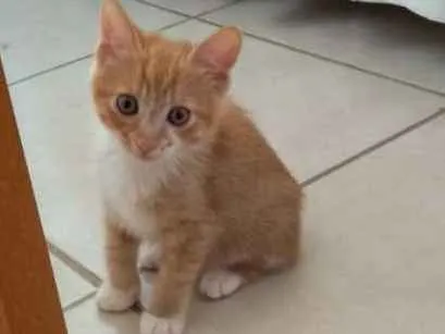 Gato ra a SRD idade Abaixo de 2 meses nome Sem nome