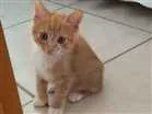 Gato raça SRD idade Abaixo de 2 meses nome Sem nome