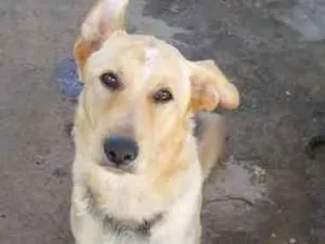 Cachorro raça labrador mestiço idade 7 a 11 meses nome Thor