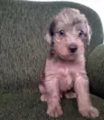 lolito