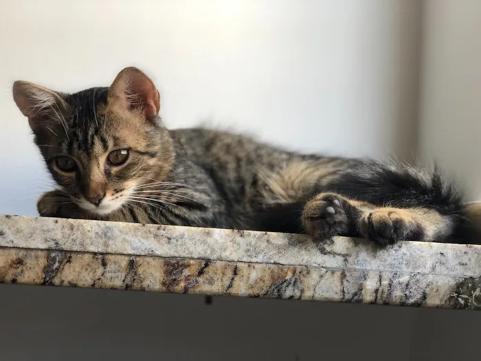 Gato ra a  idade 2 a 6 meses nome Nina