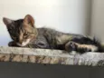 Nina