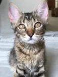 Nina
