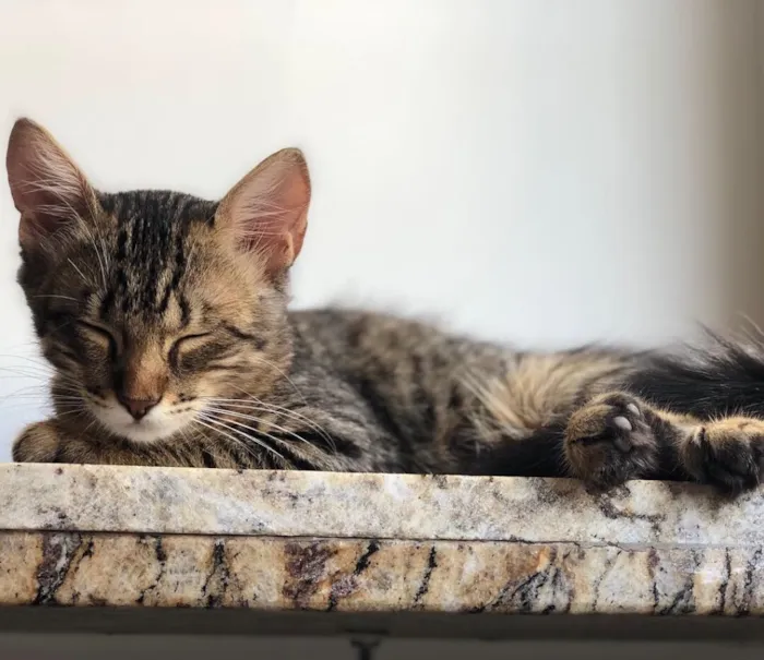 Gato ra a  idade 2 a 6 meses nome Nina
