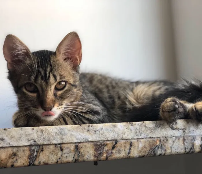 Gato ra a  idade 2 a 6 meses nome Nina